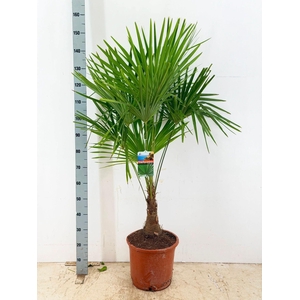 Trachycarpus fortunei
