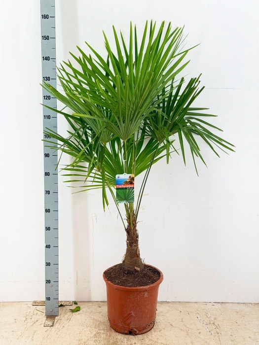 <h4>Trachycarpus fortunei</h4>