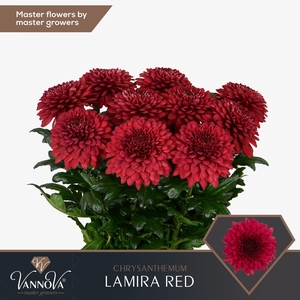 CHR G LAMIRA RED CHR G LAMIRA RED