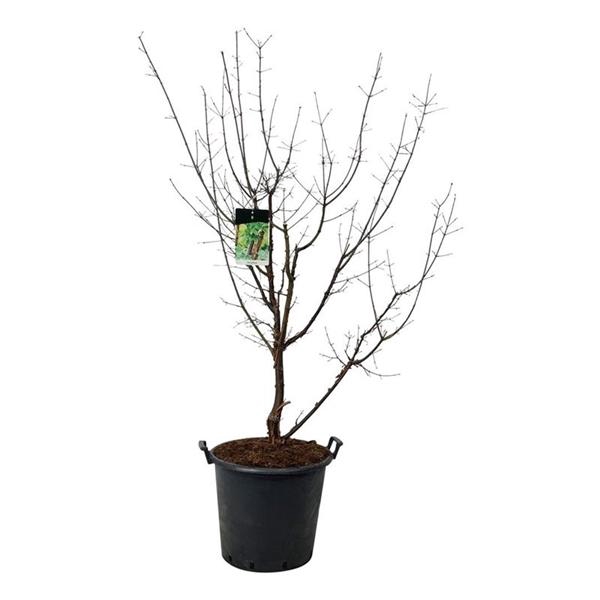 <h4>Acer griseum</h4>