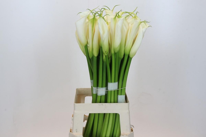 <h4>Zantedeschia Eydolls White</h4>