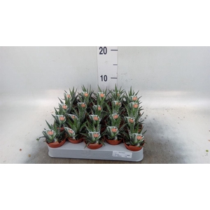 Haworthia fasciata 'Big Band'