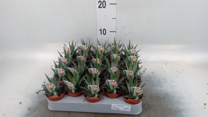 <h4>Haworthia fasciata 'Big Band'</h4>