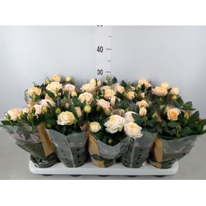 Rosa  'Belami Kordana'