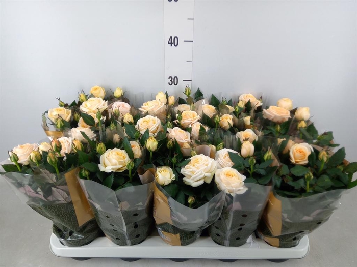 <h4>Rosa  'Belami Kordana'</h4>