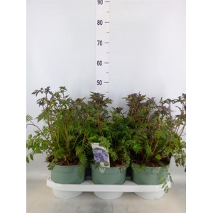 Polemonium caeruleum