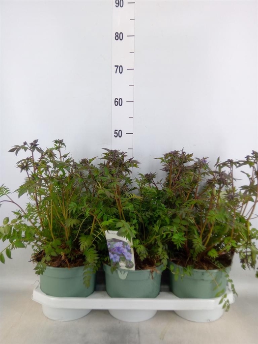 <h4>Polemonium caeruleum</h4>