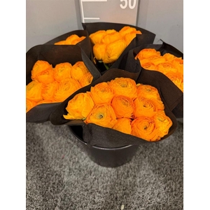 Ran Suc Ex Luce Giallo