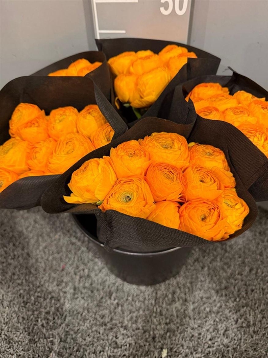 <h4>Ran Suc Ex Luce Giallo</h4>