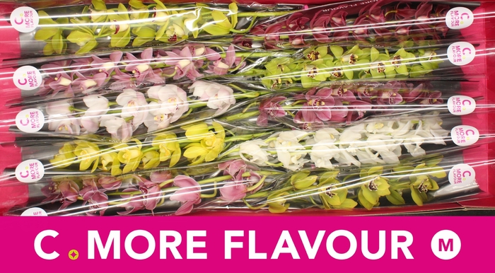 <h4>CYMB MI GEM</h4>