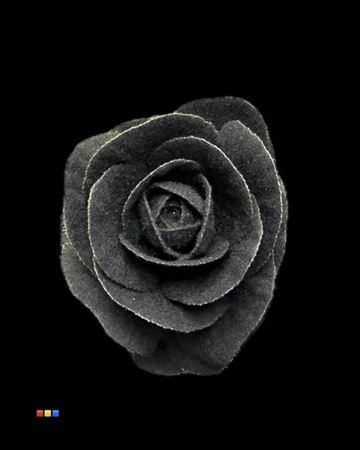 <h4>Brassica Powder Black</h4>