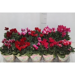 CYCLAMEN MINI P11