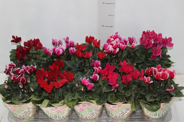 <h4>CYCLAMEN MINI P11</h4>