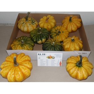 CUCURBITA OV