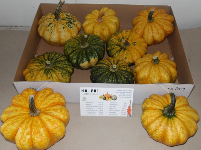 <h4>CUCURBITA OV</h4>