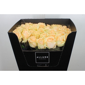 R Gr Avalanche Peach