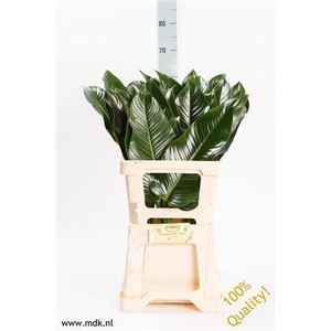 Philodendron  'St. Tropez'