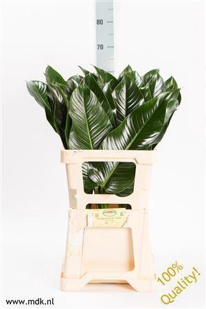 <h4>Philodendron  'St. Tropez'</h4>