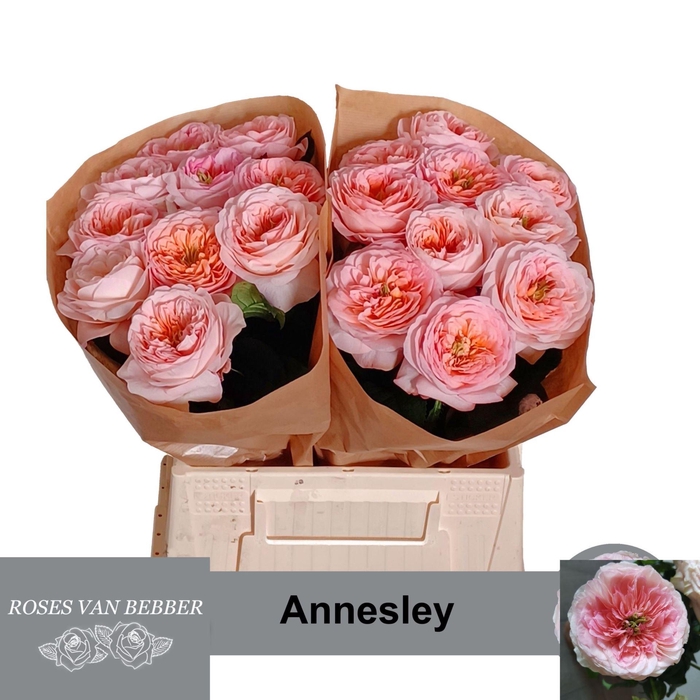 <h4>ROSA GR 'ANNESLEY'</h4>