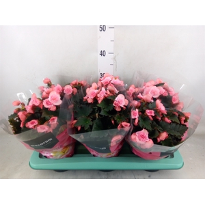 Begonia elat. DU 'Move2Joy Pink'