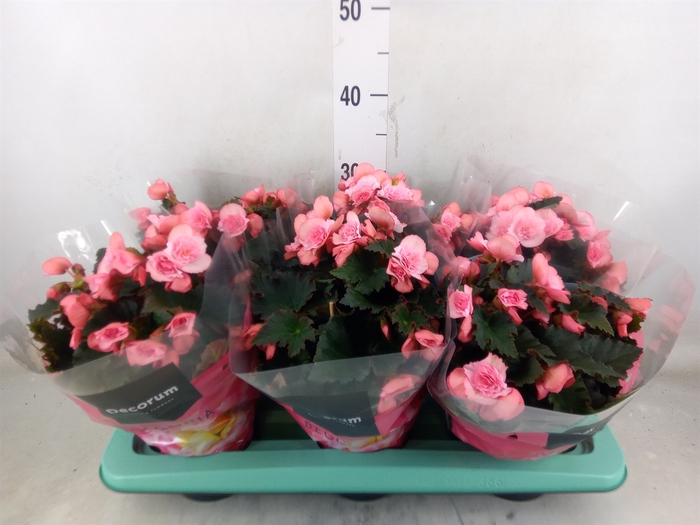 <h4>Begonia elat. DU 'Move2Joy Pink'</h4>