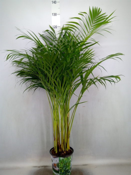 <h4>Dypsis lutescens   ...Chrysalidoca</h4>