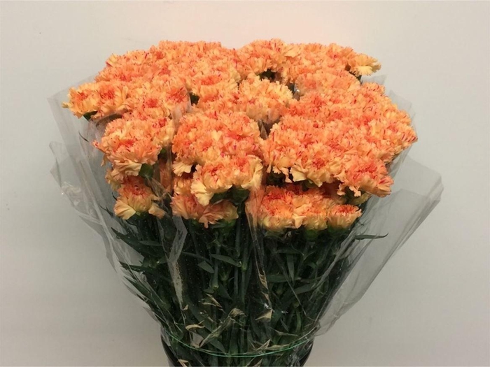 <h4>Di St Solar Orange X 160</h4>