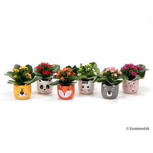 KALANCHOE BLOSSF p6 E 2947