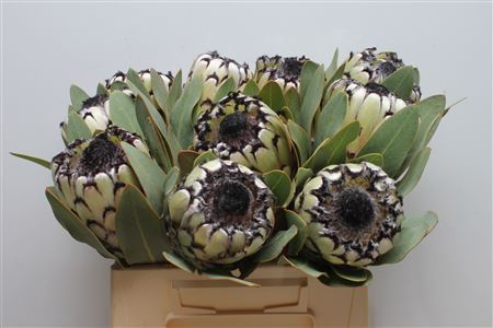 <h4>Protea Barbigera</h4>