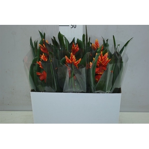 Aechmea Elegant Flame