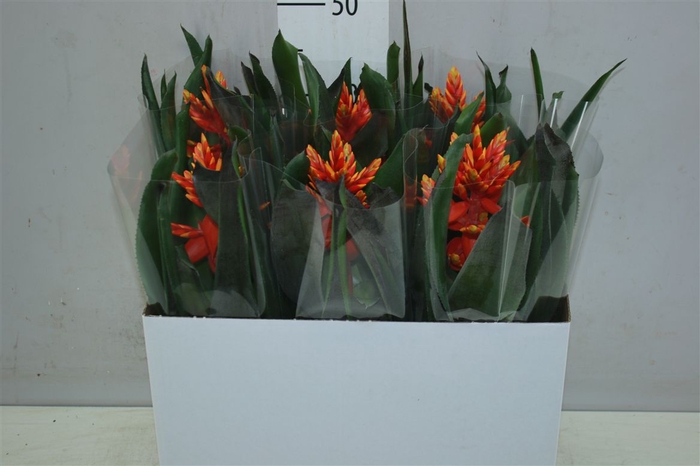 <h4>Aechmea Elegant Flame</h4>