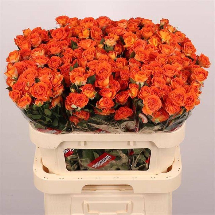 <h4>Rosa spray airya</h4>