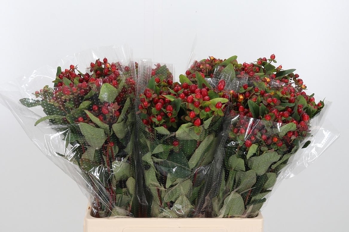 <h4>Hyp Mag Triumph</h4>