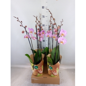 Phalaenopsis   ...rose