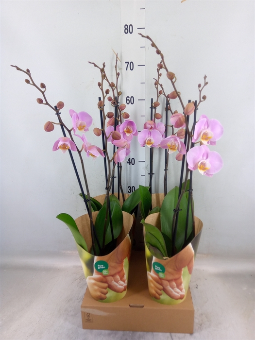 <h4>Phalaenopsis   ...rose</h4>