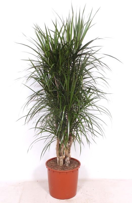 <h4>Dracaena marginata</h4>