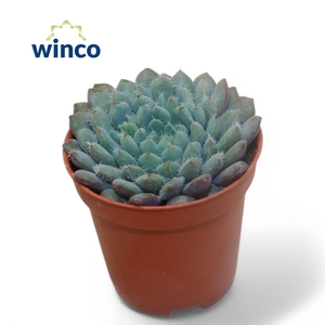 Echeveria Setosa X Rundelli