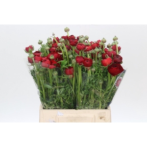 Ranunculus Charm Red