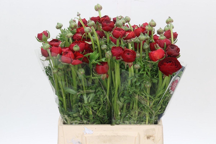 <h4>Ranunculus Charm Red</h4>