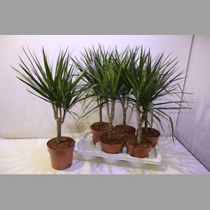 Dra Marginata