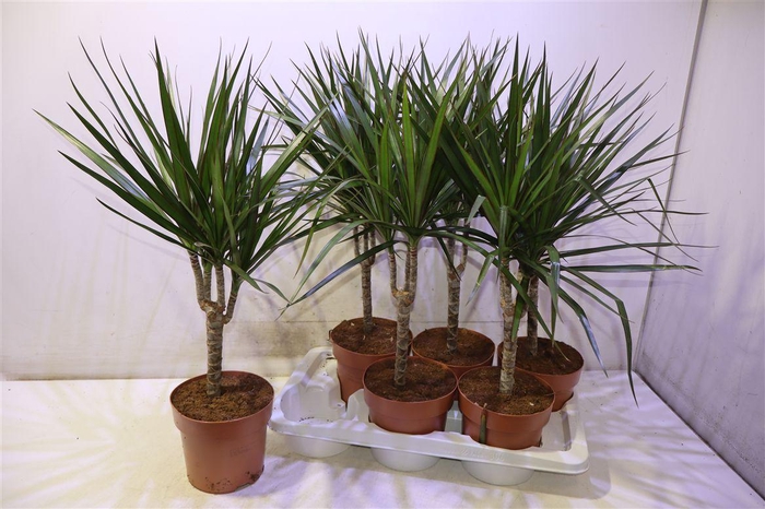 <h4>Dra Marginata</h4>