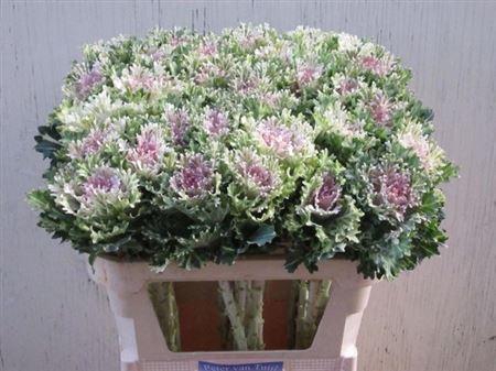 <h4>Brass Empire Faina</h4>