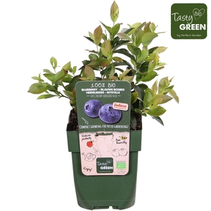 Vaccinium corymbosum