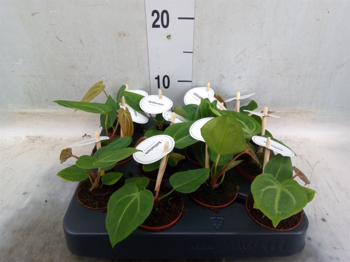 <h4>Anthurium   ...</h4>