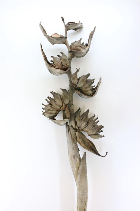 <h4>Hel Guy Dried</h4>