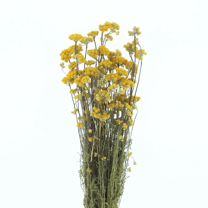 <h4>Dried Lonas Yellow P Bunch</h4>