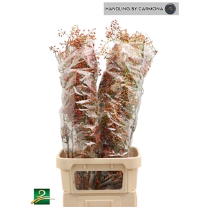 Rosa Corallo Red