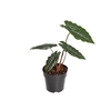 ALOCASIA CHANTRIERI P17