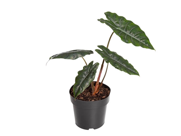 ALOCASIA CHANTRIERI P17