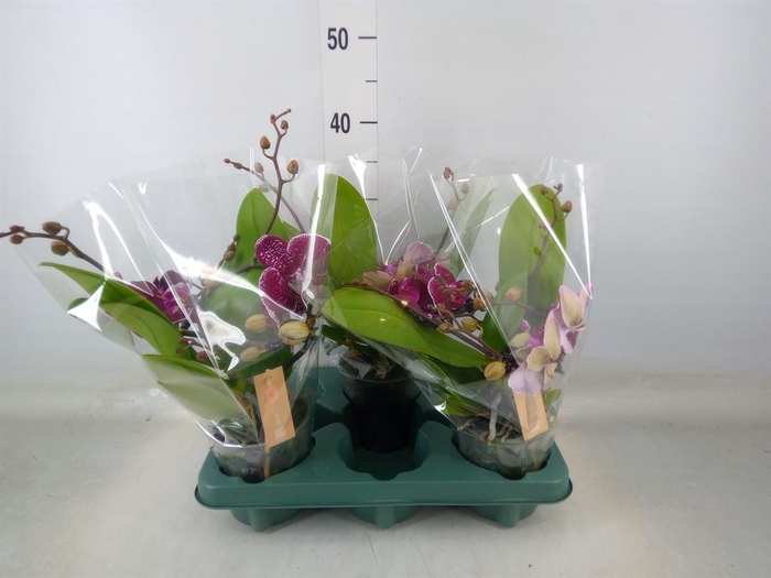 <h4>Phalaenopsis 'Muse Red'</h4>